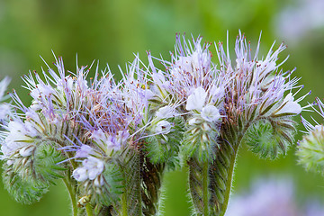 Image showing detail of Purple lucerne 