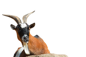 Image showing portrait of a small goat isolated on white