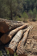 Image showing Logs