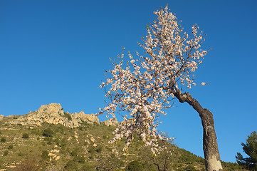 Image showing Flowering almond tree