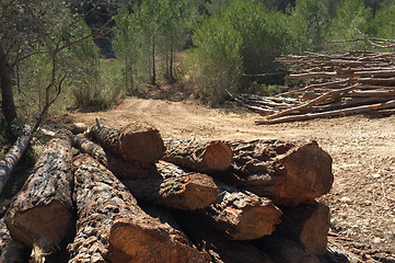 Image showing Trunks