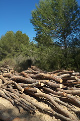 Image showing Logging
