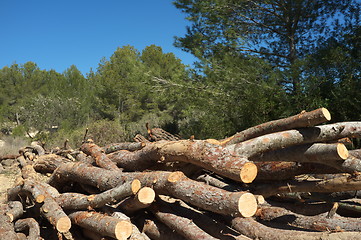 Image showing Forestry work