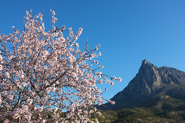 Image showing Almond tree in Finestrat