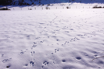 Image showing Traces of wild rabbits in the snow in winter