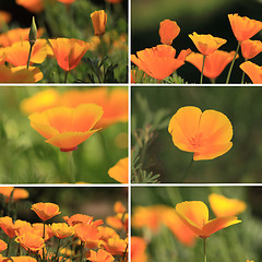 Image showing mixed collage pictures of oranges California poppies