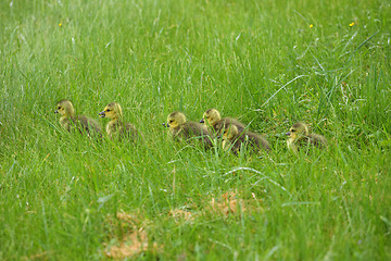 Image showing small Canada geese walking in green grass