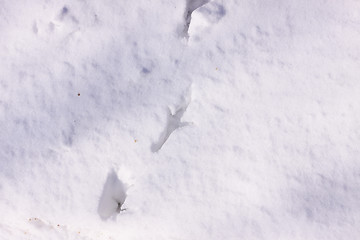 Image showing Traces of wild pheasants in the snow in winter