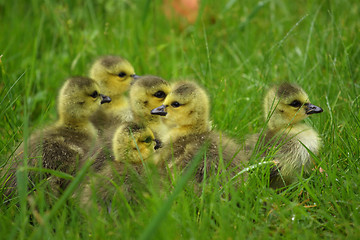 Image showing small Canada geese walking in green grass