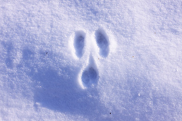 Image showing Traces of wild rabbits in the snow in winter