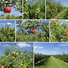 Image showing mixed collage of details of apples and orchard