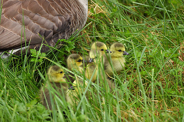 Image showing small Canada geese walking in green grass