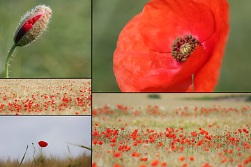 Image showing mixed collage of details of red poppies