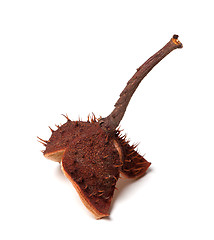 Image showing Horse-chestnut inside dry peel on branch