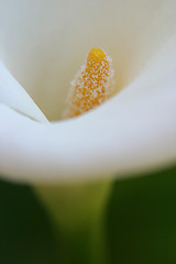 Image showing Calla lily