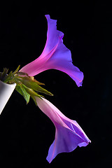 Image showing Morning glory 