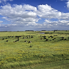 Image showing Field and cows