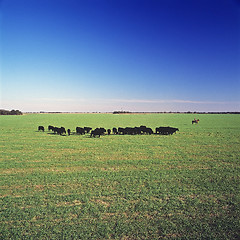 Image showing Field and cows