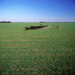 Image showing Field and cows