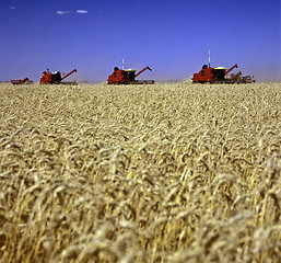 Image showing Wheat field