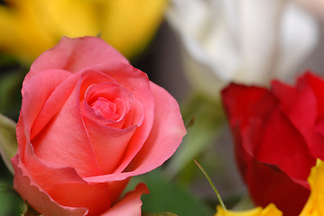 Image showing Pink rose