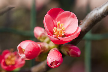 Image showing spring flowers