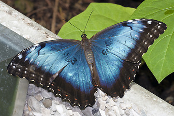 Image showing butterfly Blue Morpho resting on wall