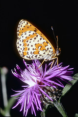 Image showing Butterfly melitaea didyma resting  Great Spangled Fritillary