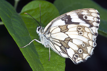 Image showing butterfly resting on a leaf