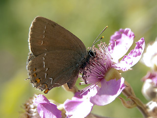 Image showing Butterfly Lycaedes