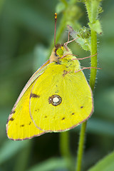 Image showing butterfly Cloudless Sulphur resting 