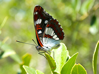 Image showing butterfly resting on a leaf