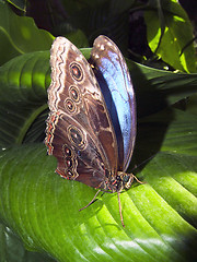 Image showing butterfly Blue Morpho resting on a leaf