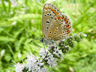 Image showing Butterfly Lycaedes