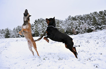 Image showing playing dogs