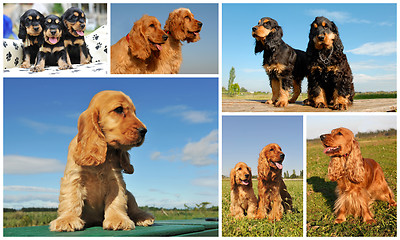 Image showing cocker spaniel