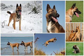 Image showing belgian shepherd malinois