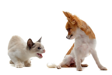 Image showing aggressive cat and chihuahua