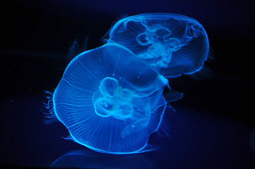 Image showing jellyfish