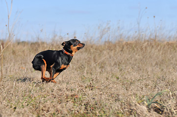 Image showing running little dog