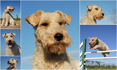 Image showing fox terrier