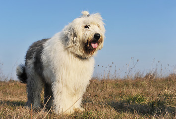 Image showing Old English Sheepdog