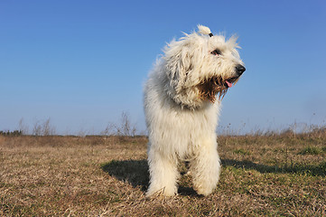 Image showing Old English Sheepdog