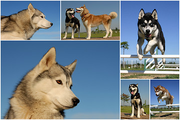 Image showing siberian huskies