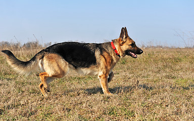 Image showing running german shepherd