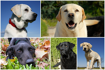 Image showing labrador retriever