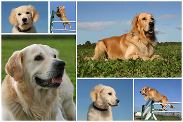 Image showing golden retriever