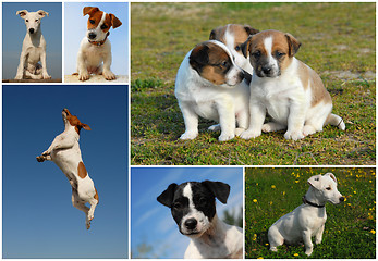 Image showing Jack Russel terrier