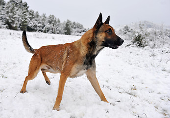 Image showing malinois in the snow