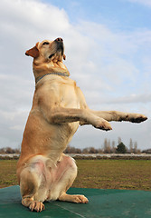 Image showing playing labrador retriever